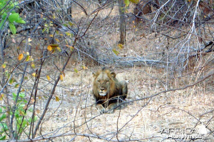 Hunting Lion Zambia