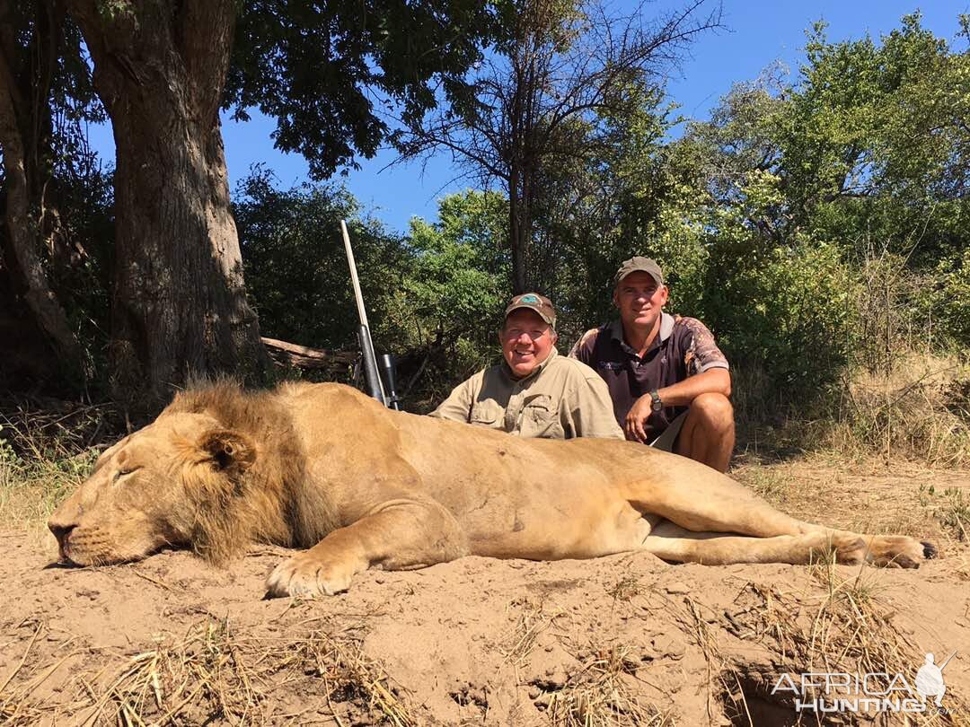 Hunting Lion Zimbabwe