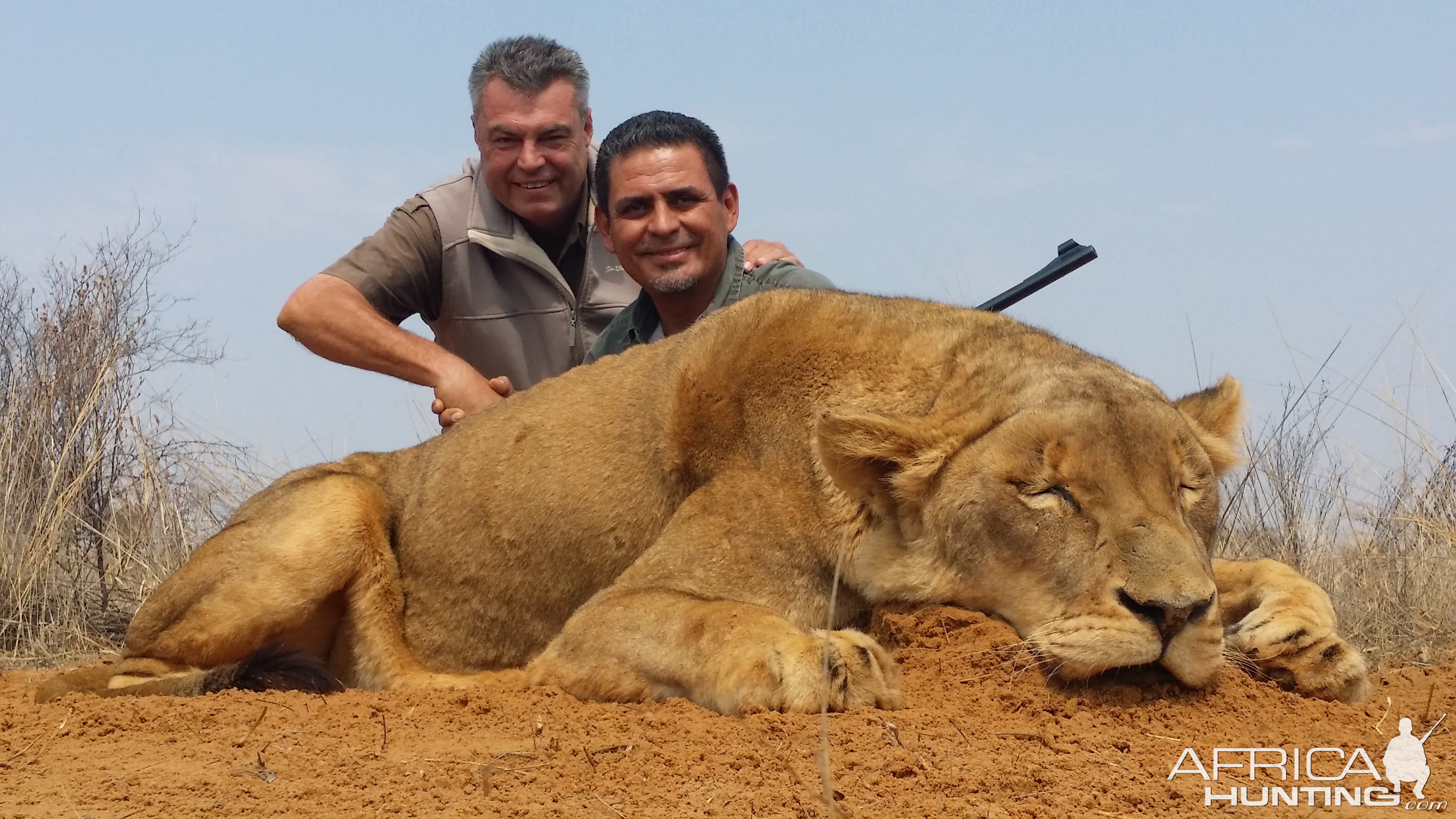 Hunting Lioness in South Africa