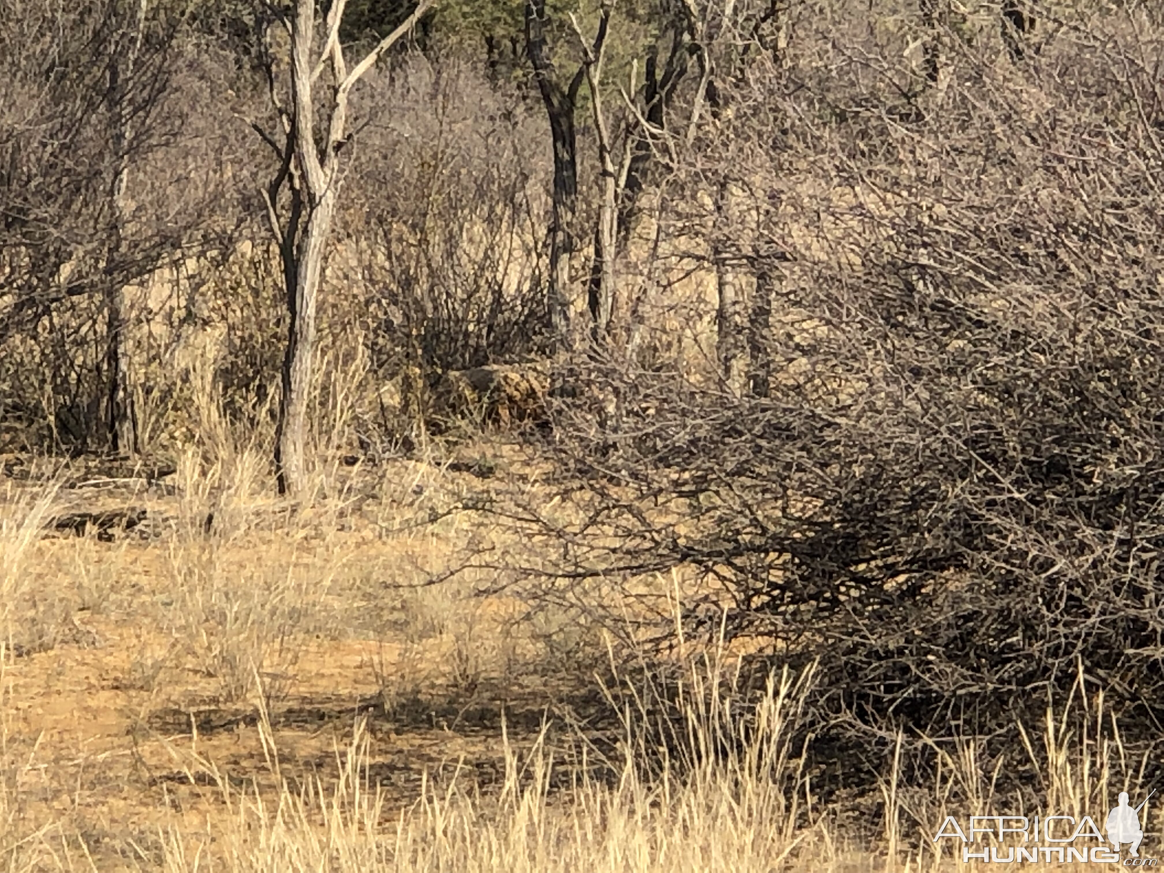 Hunting Lioness in South Africa