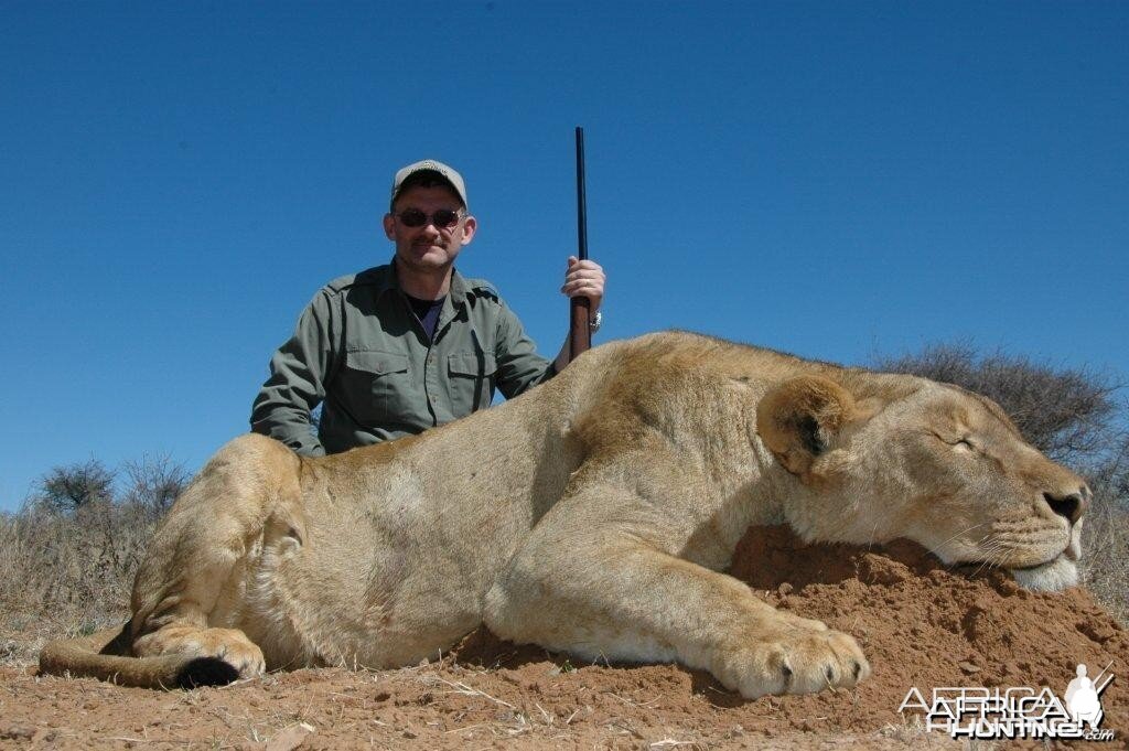 Hunting Lioness South Africa