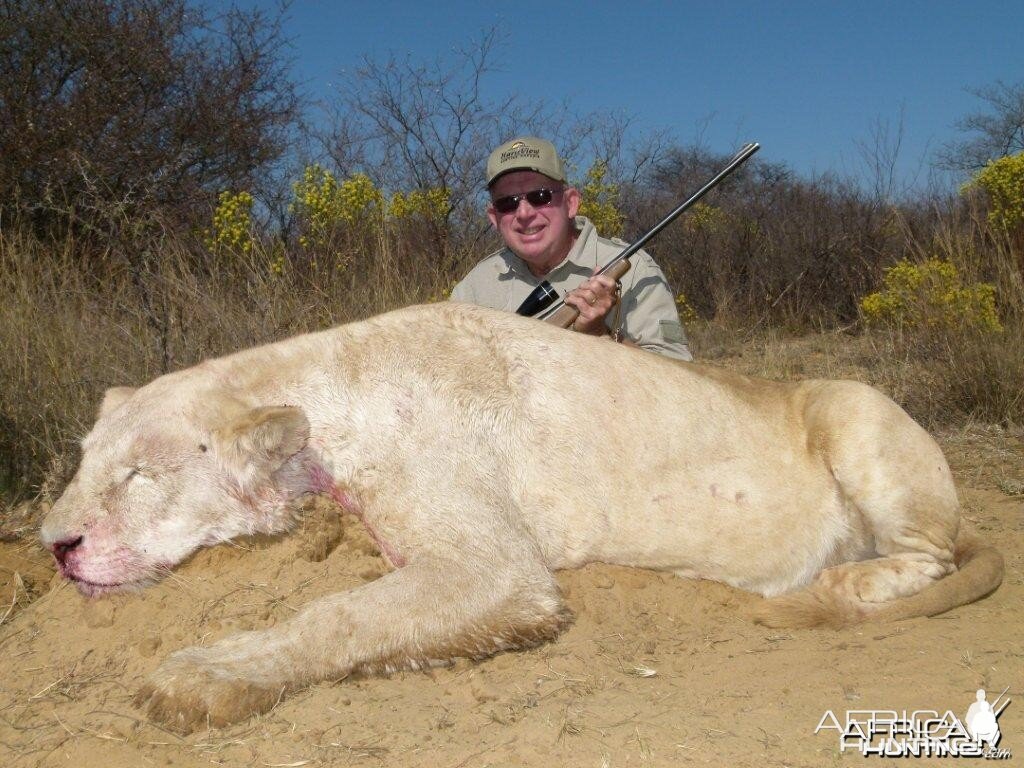 Hunting Lioness South Africa