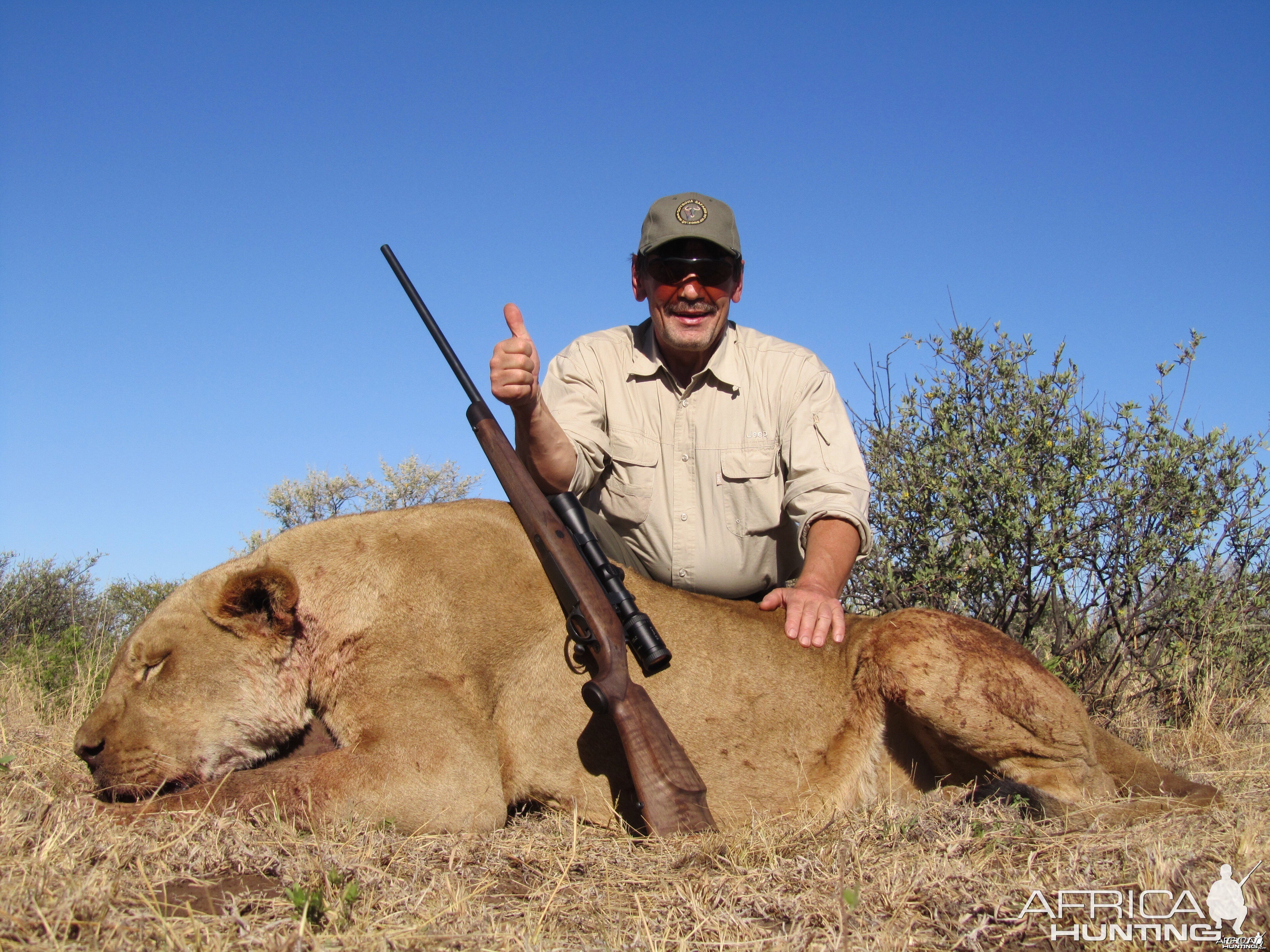 Hunting Lioness