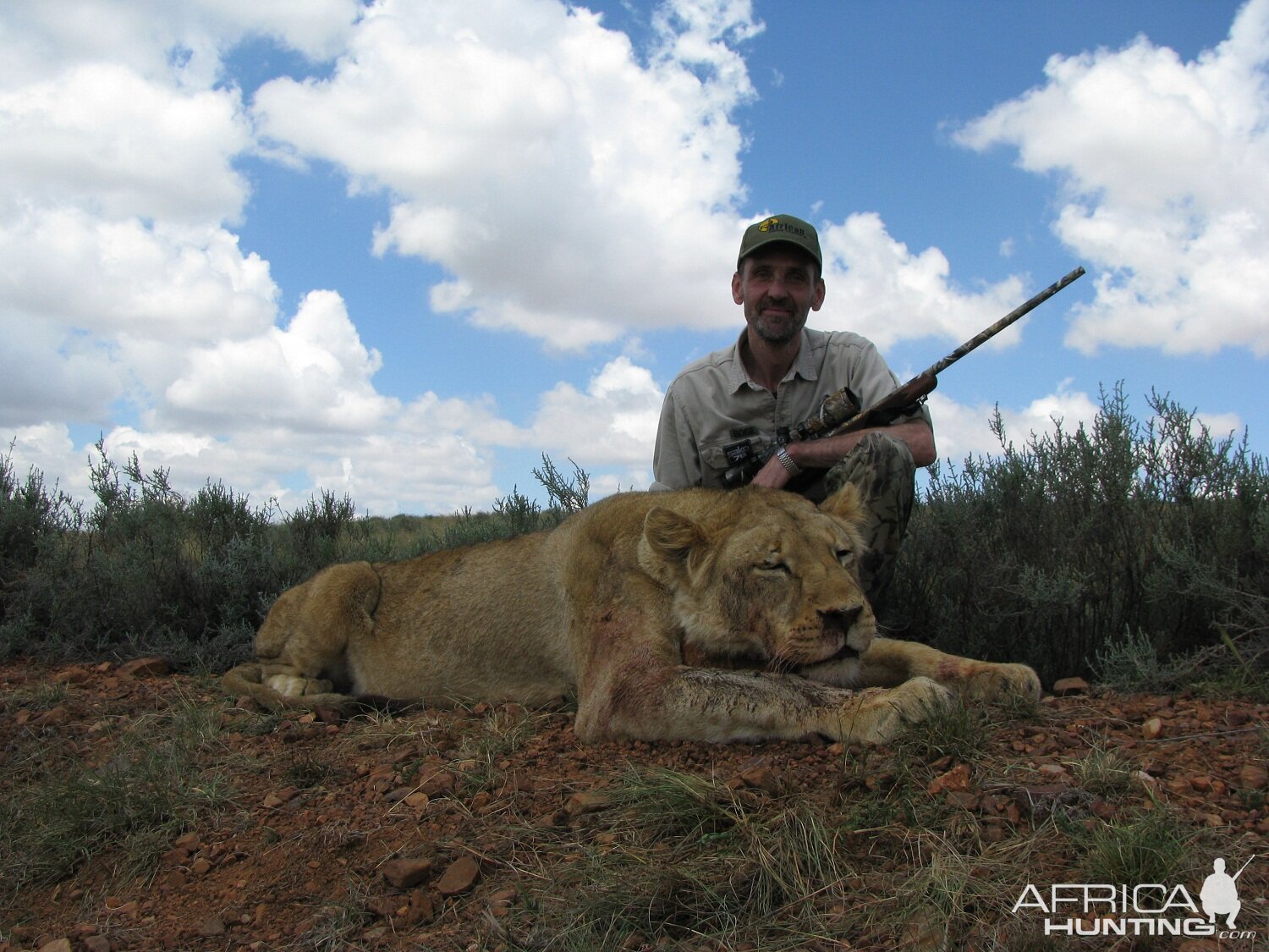 Hunting Lioness