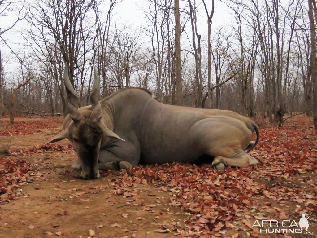 Hunting Livingstone Eland Zimbabwe