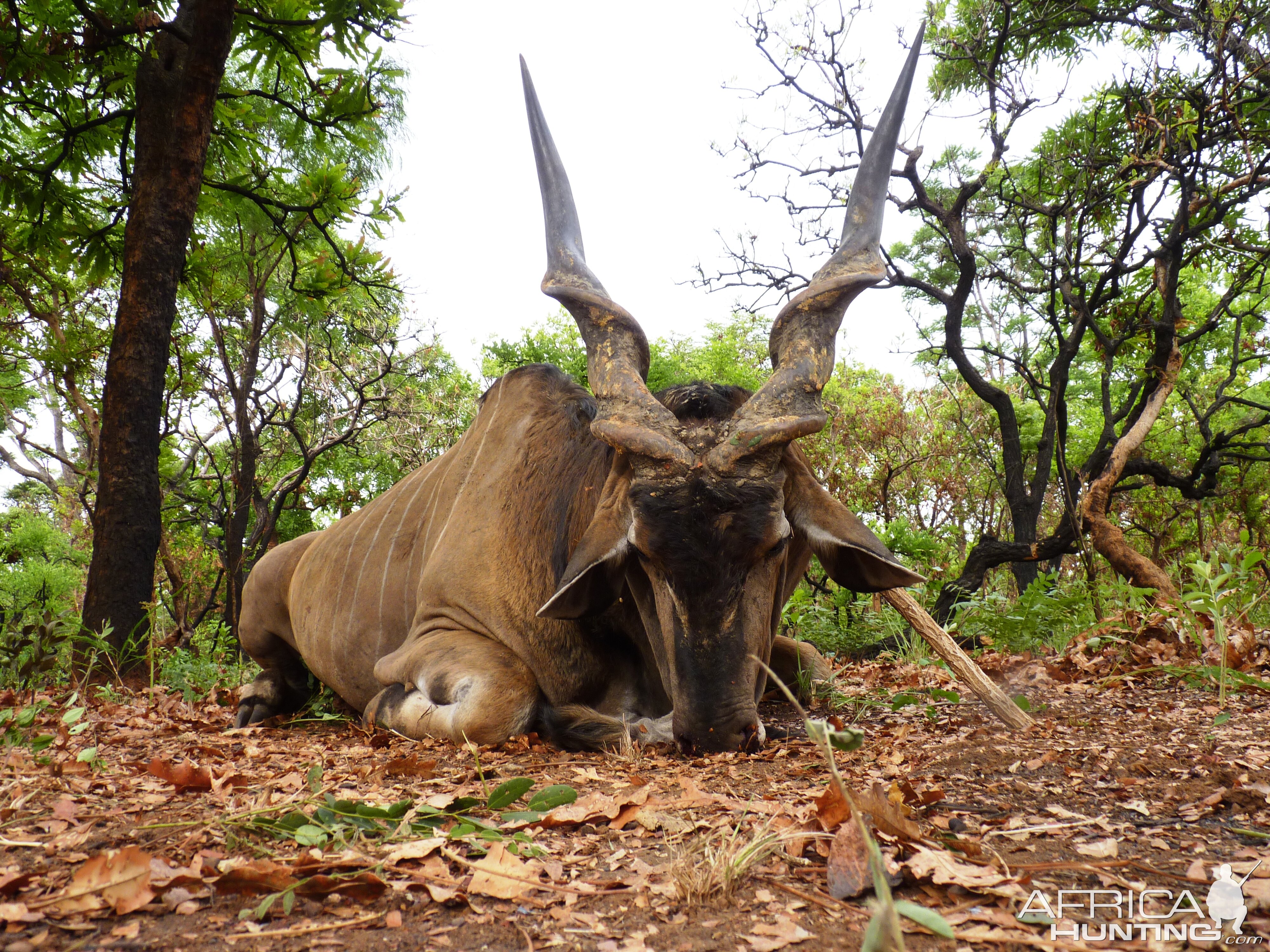 Hunting Lord Derby Eland in CAR