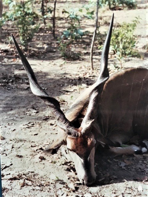 Hunting Lord Derby Eland in Central African Republic