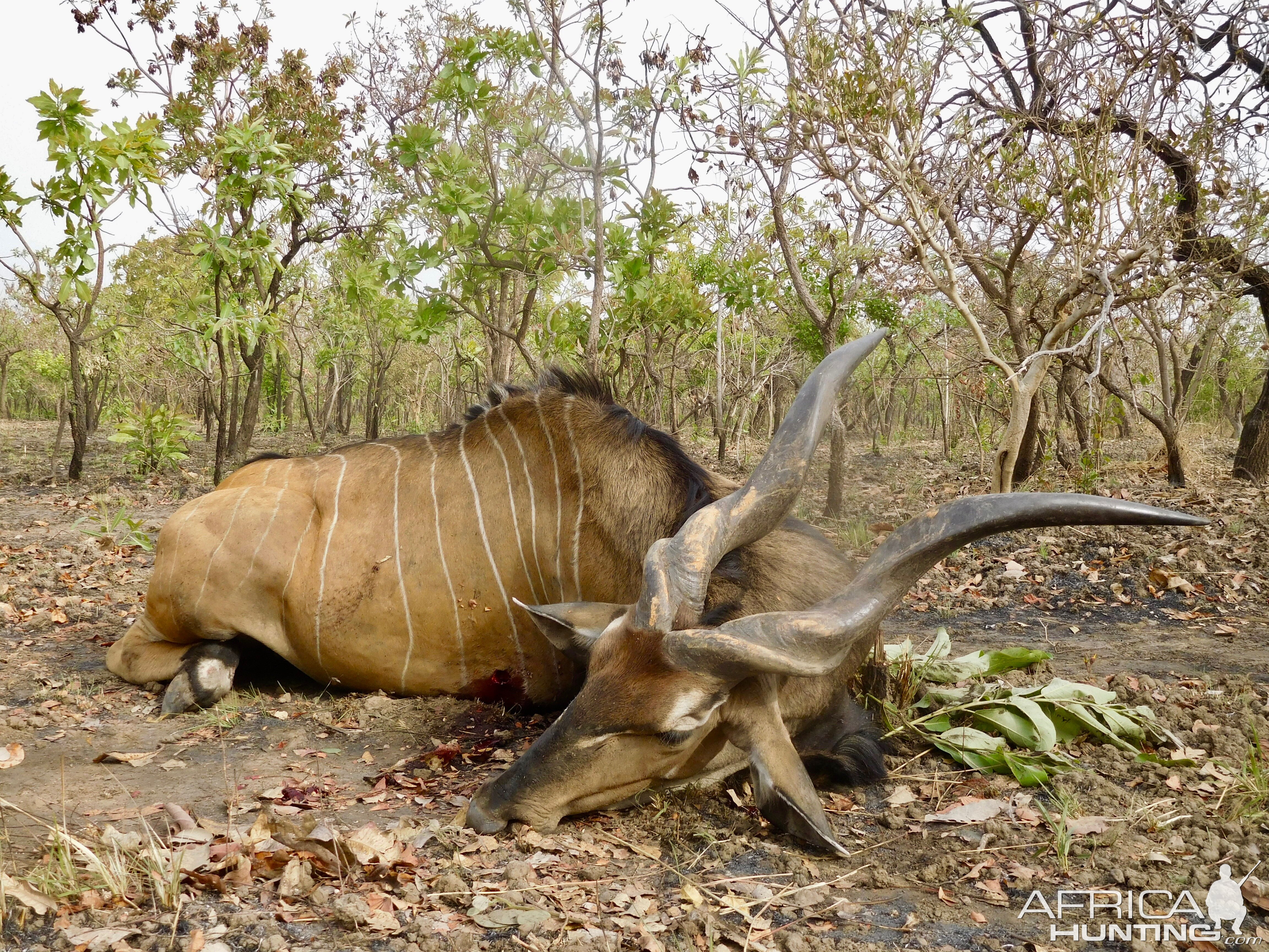 Hunting Lord Derby in Cameroon