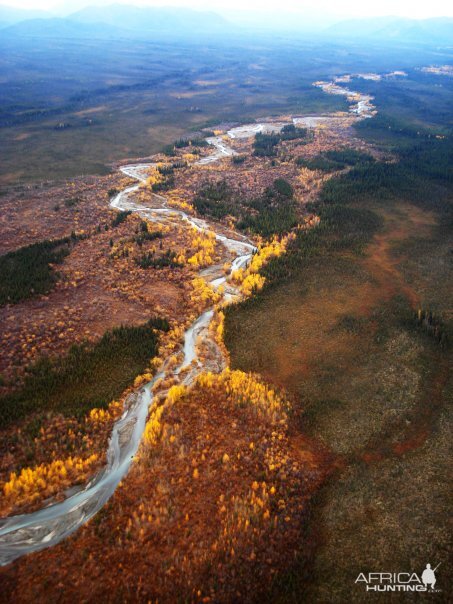 Hunting Moose and Grizzly in Alaska