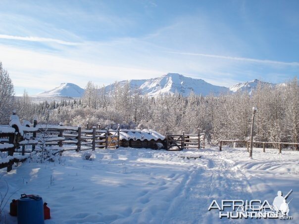 Hunting Moose and Grizzly in Alaska