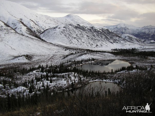 Hunting Moose and Grizzly in Alaska