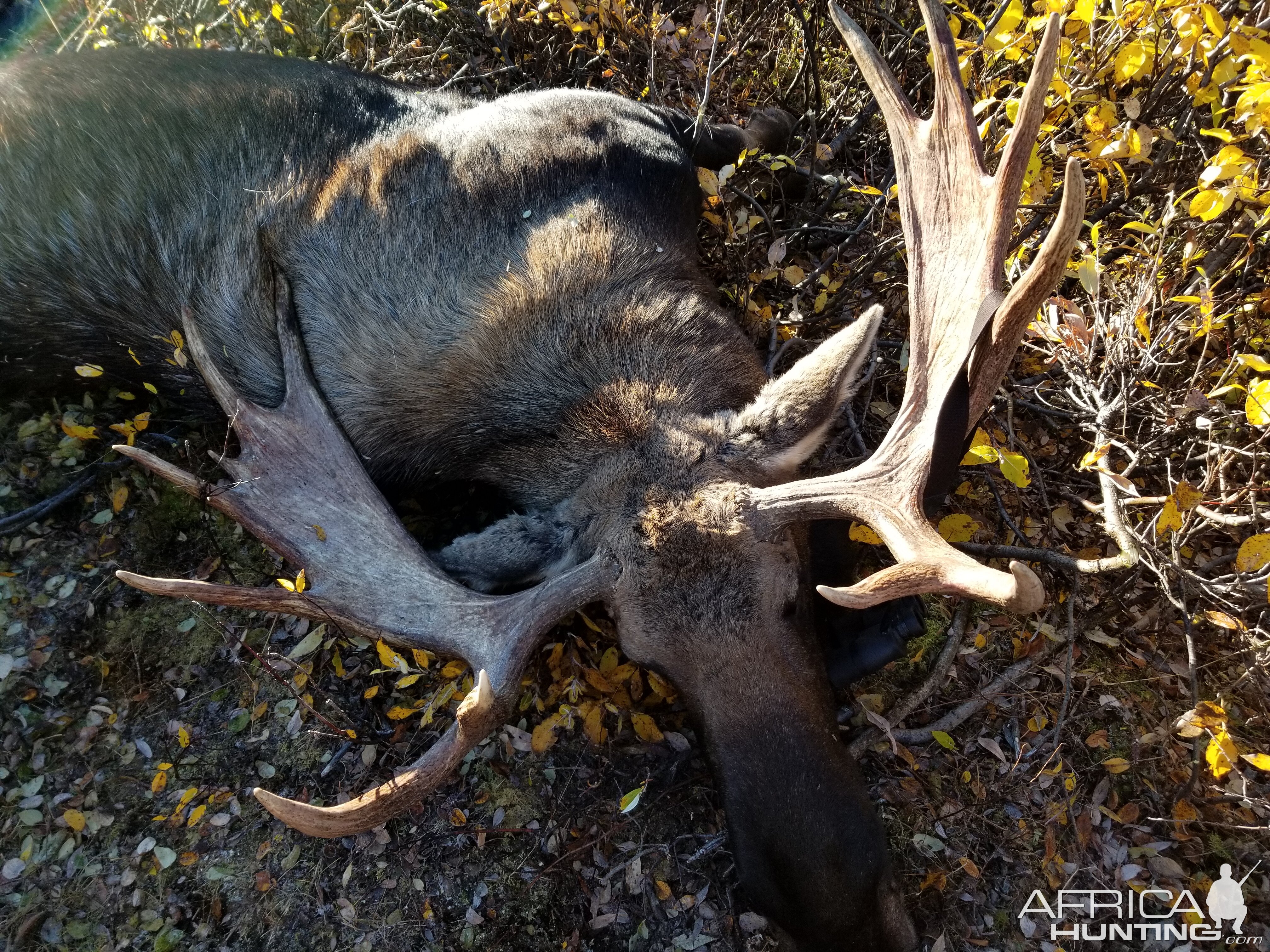 Hunting Moose in USA