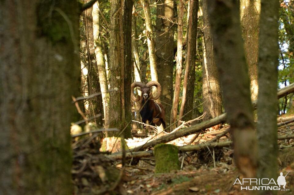 Hunting Mouflon France