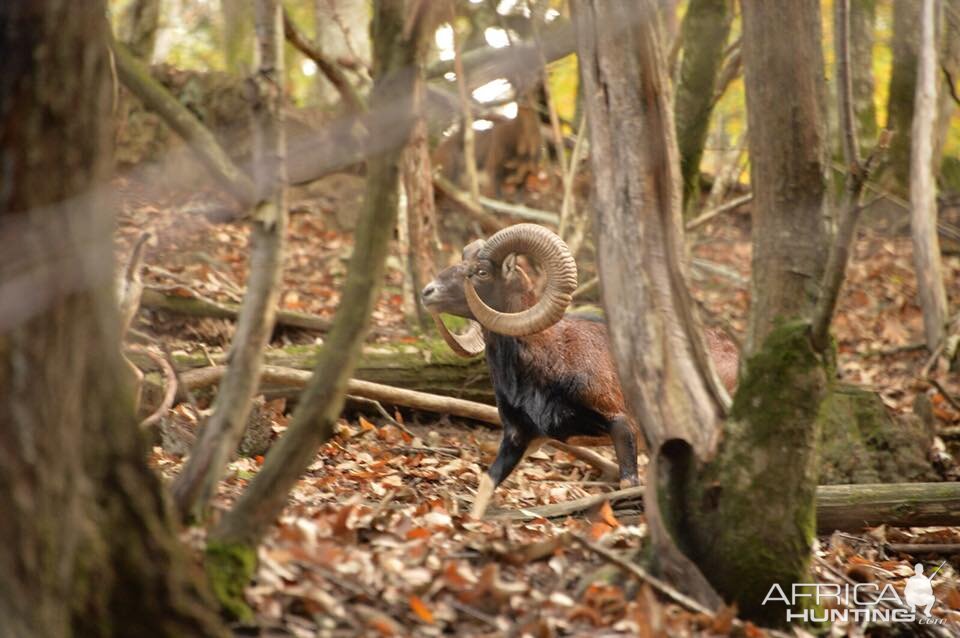 Hunting Mouflon France