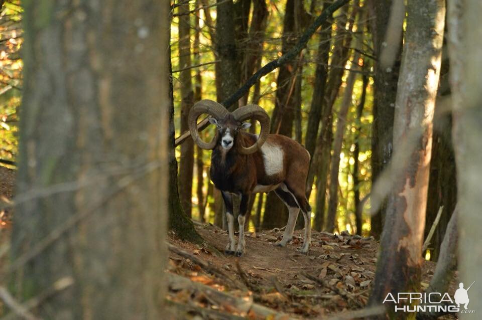 Hunting Mouflon France