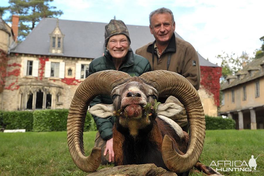 Hunting Mouflon France