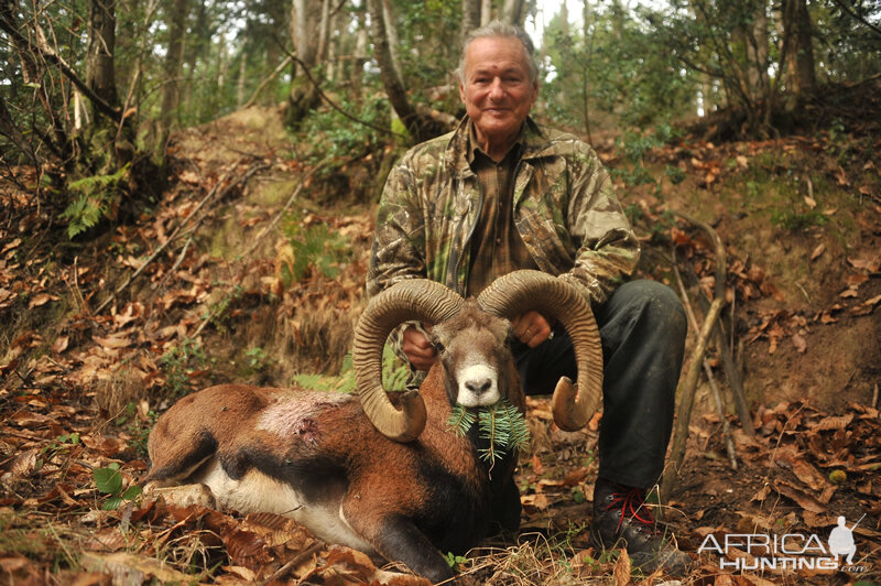 Hunting Mouflon France