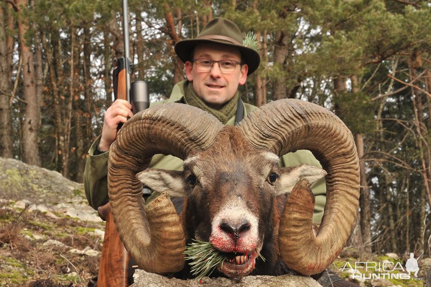 Hunting Mouflon France