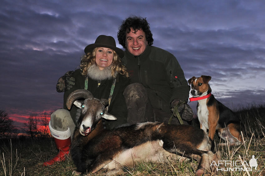 Hunting Mouflon France