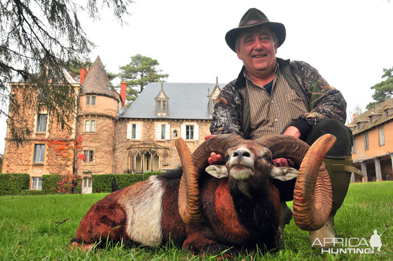 Hunting Mouflon France