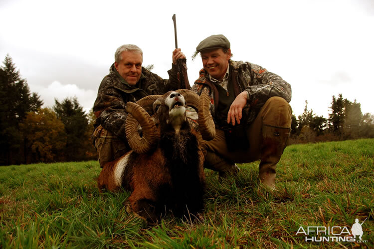 Hunting Mouflon France