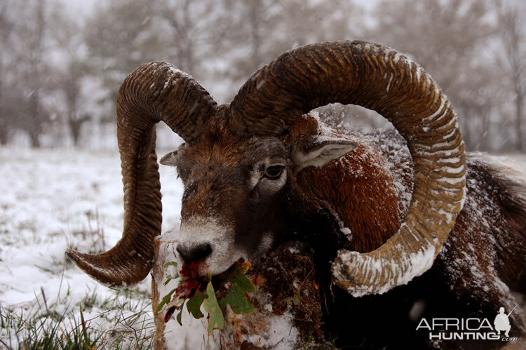 Hunting Mouflon France