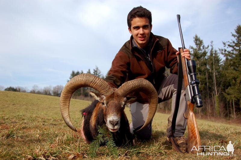 Hunting Mouflon France