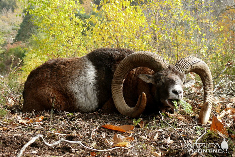 Hunting Mouflon France