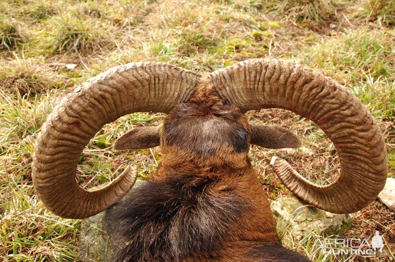 Hunting Mouflon France