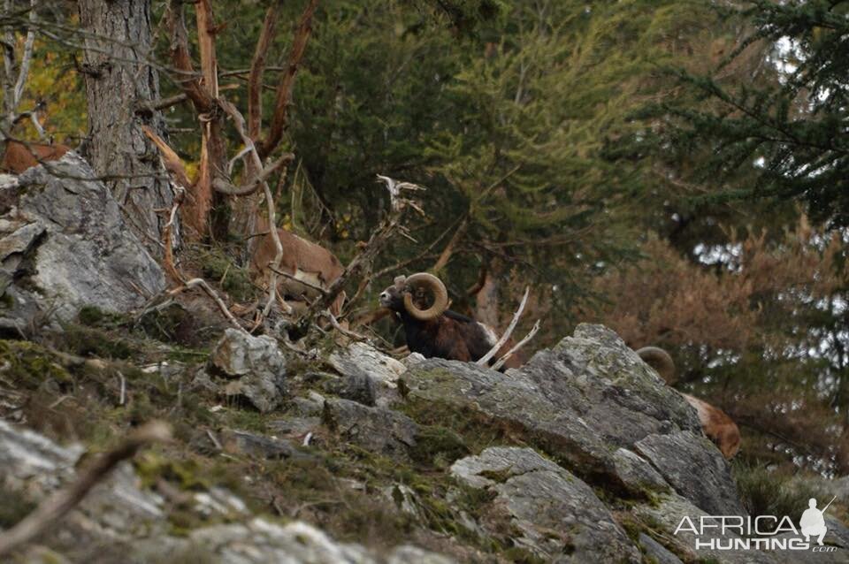 Hunting Mouflon in France