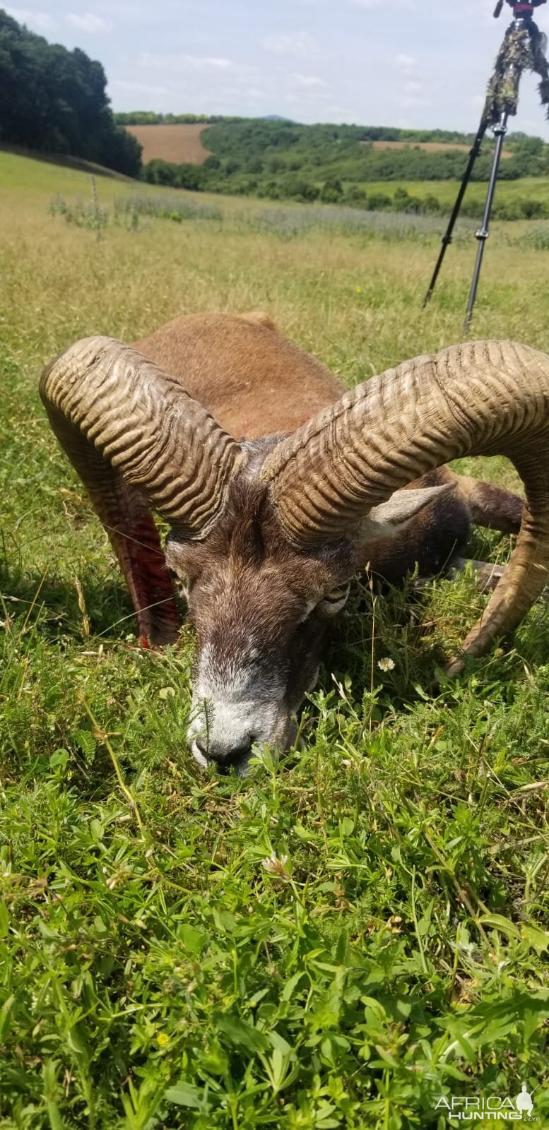 Hunting Mouflon in Hungary