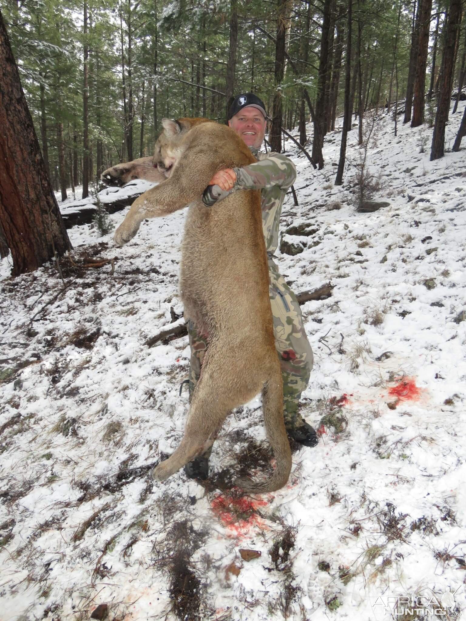 Hunting Mountain Lion in Arizona USA