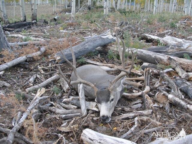 Hunting Mule Deer in Utah USA