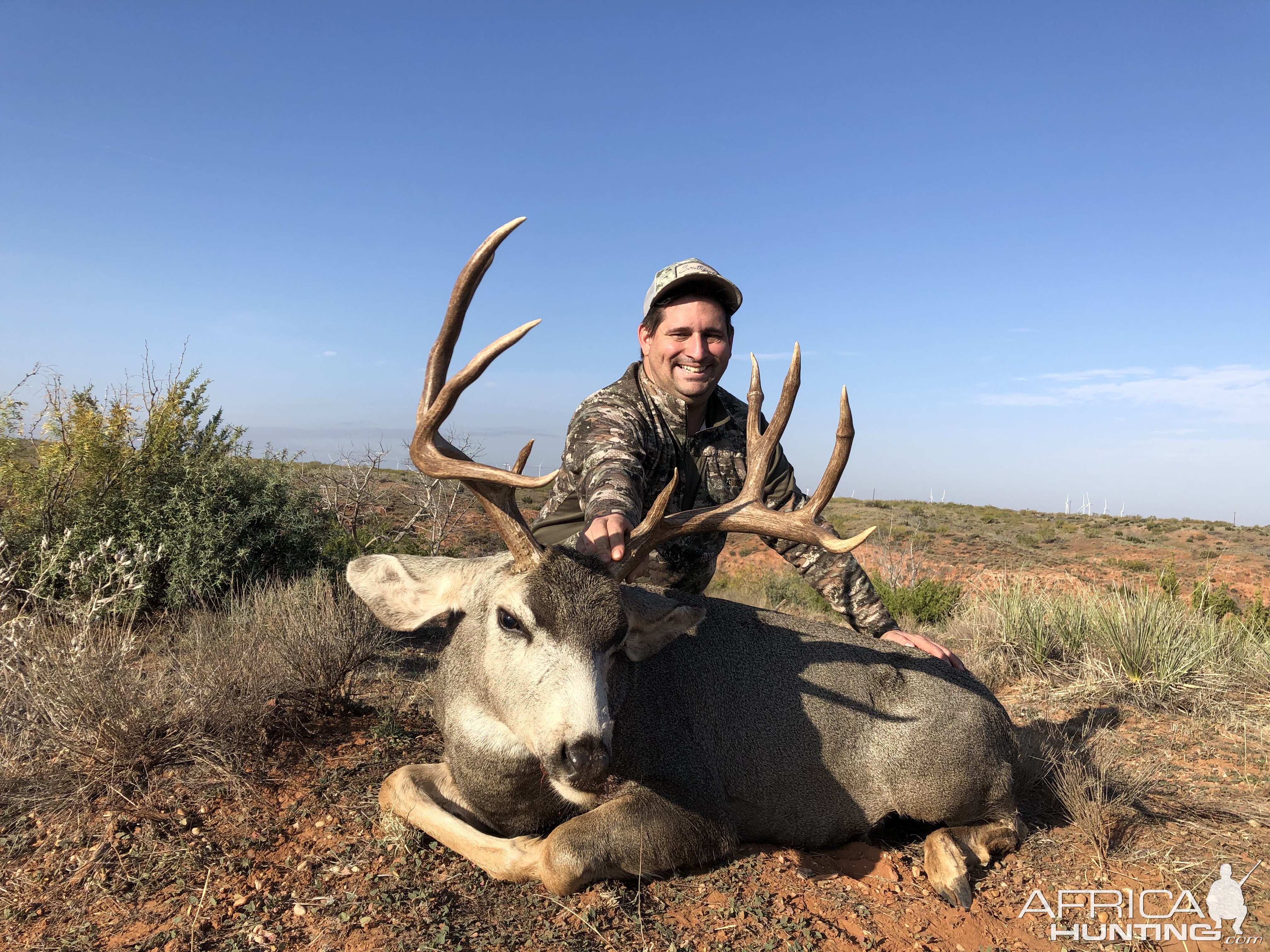 Hunting Mule Deer Texas USA