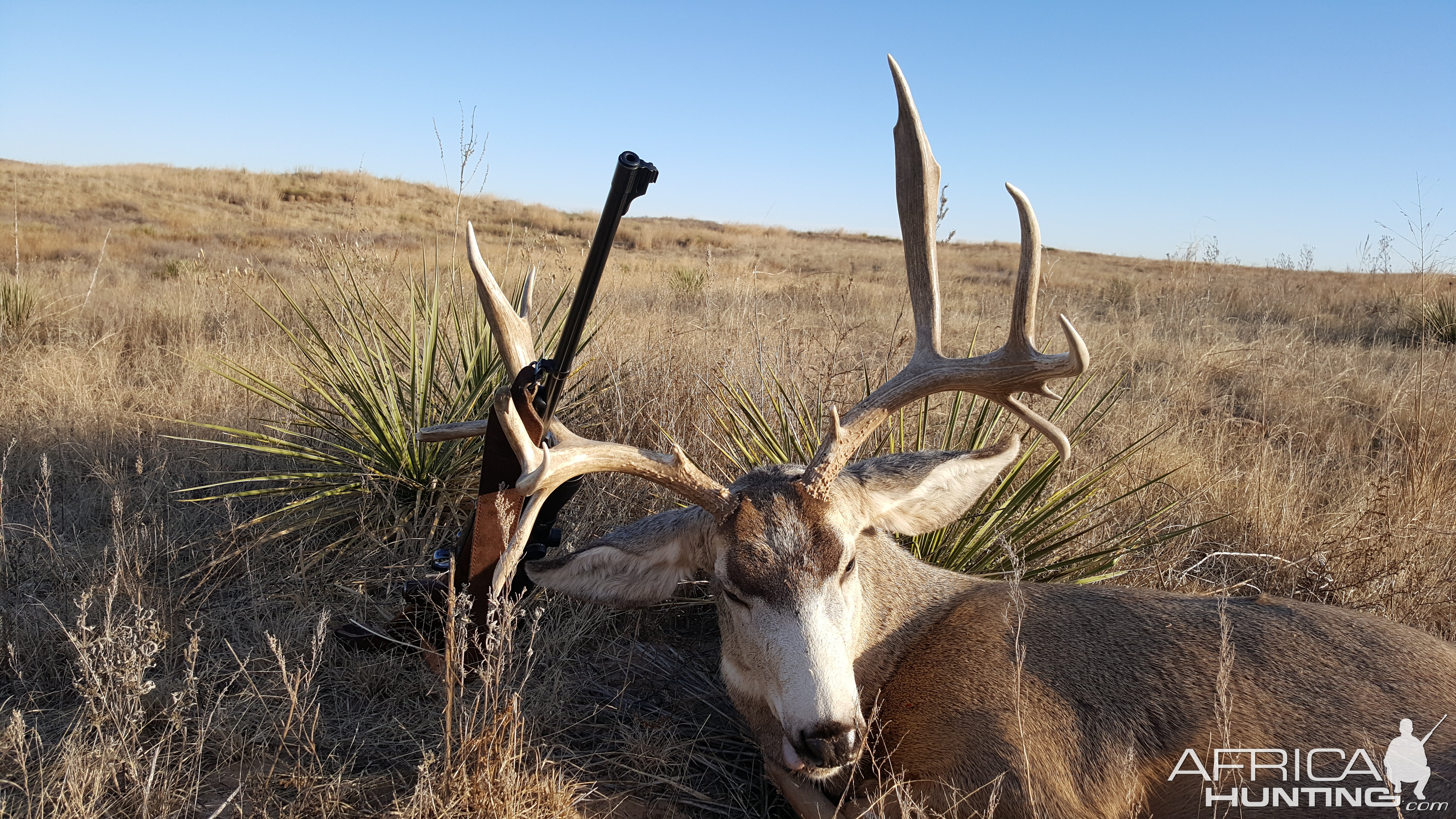 Hunting Mule Deer