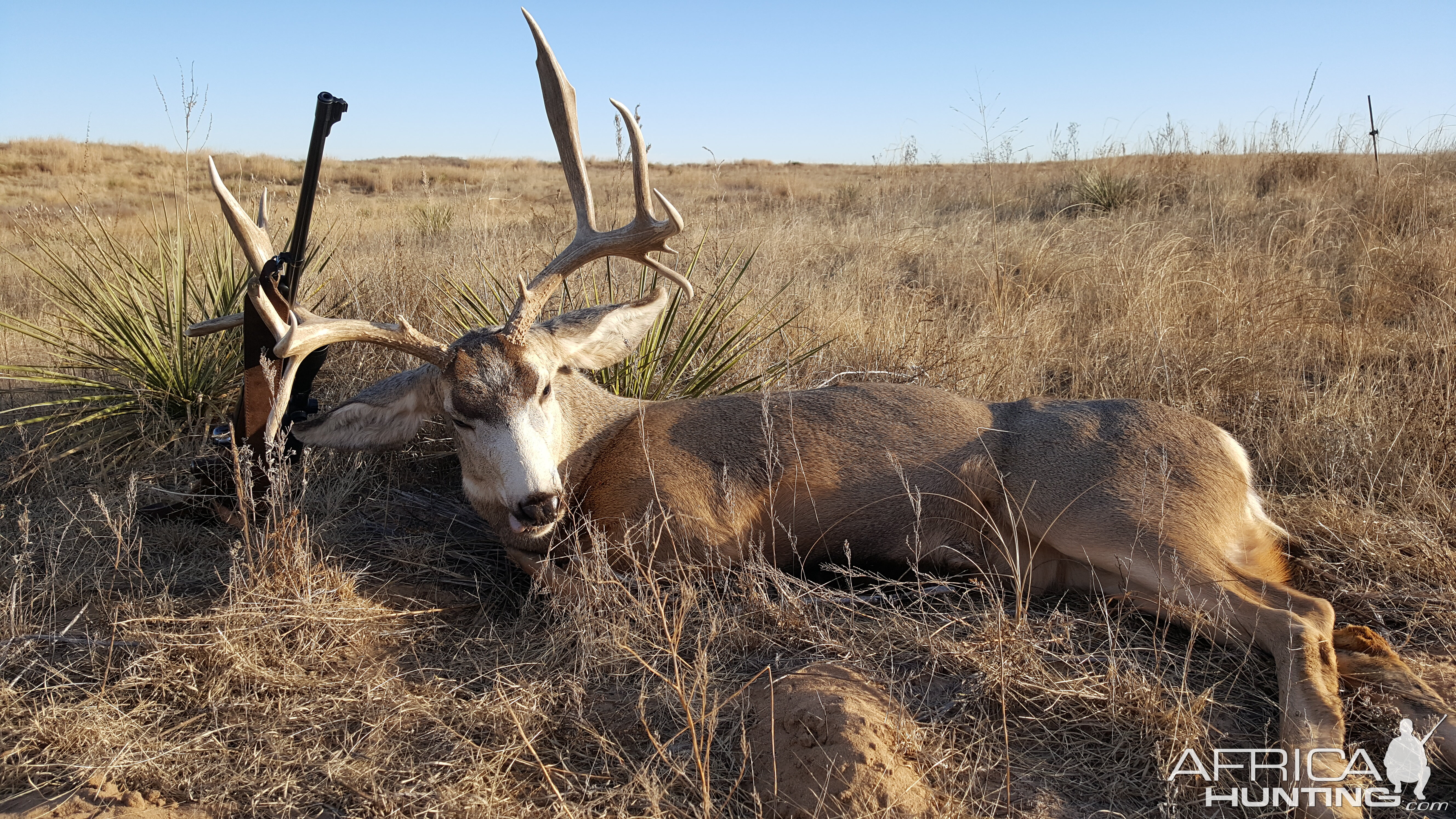 Hunting Mule Deer