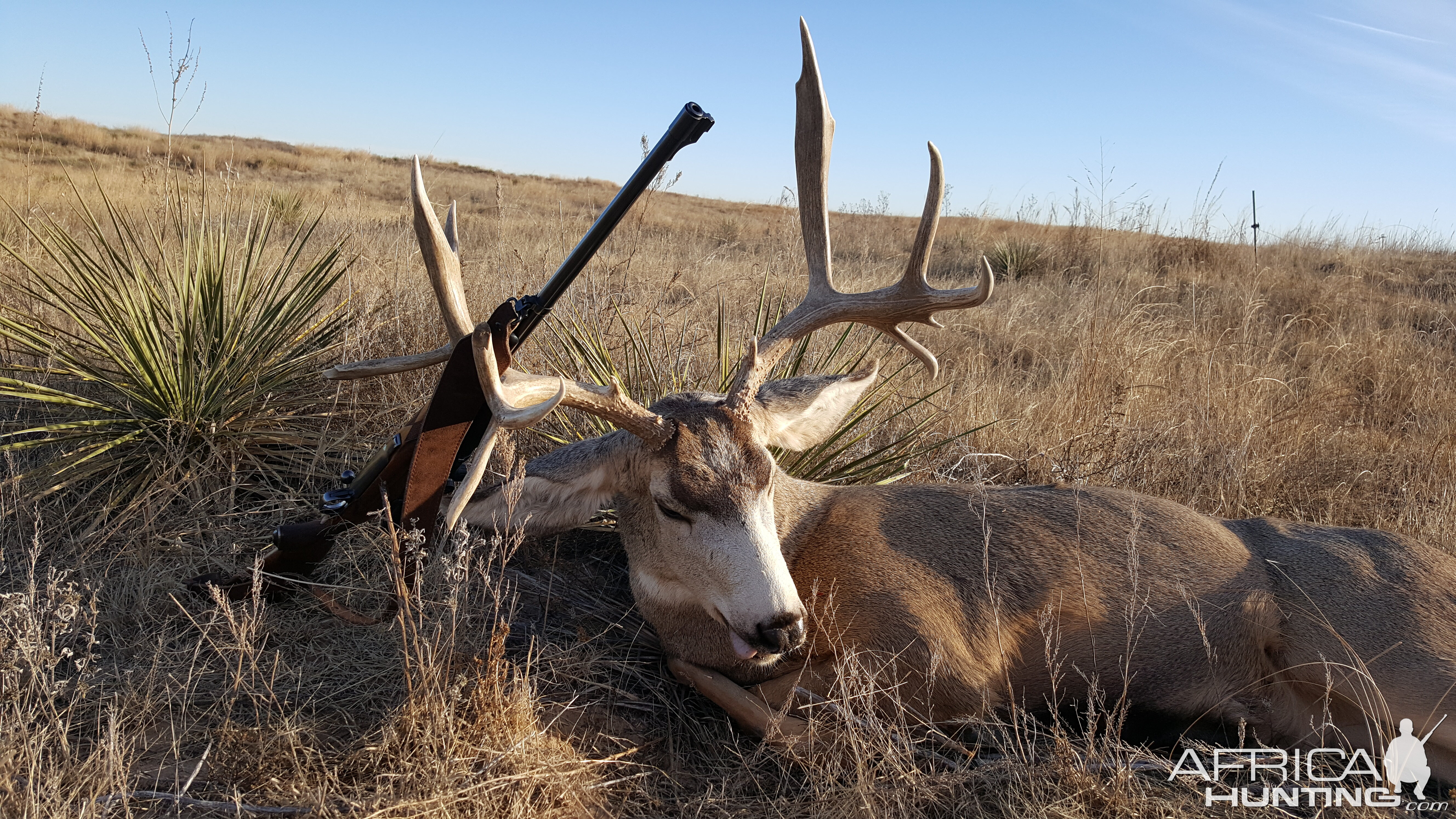 Hunting Mule Deer