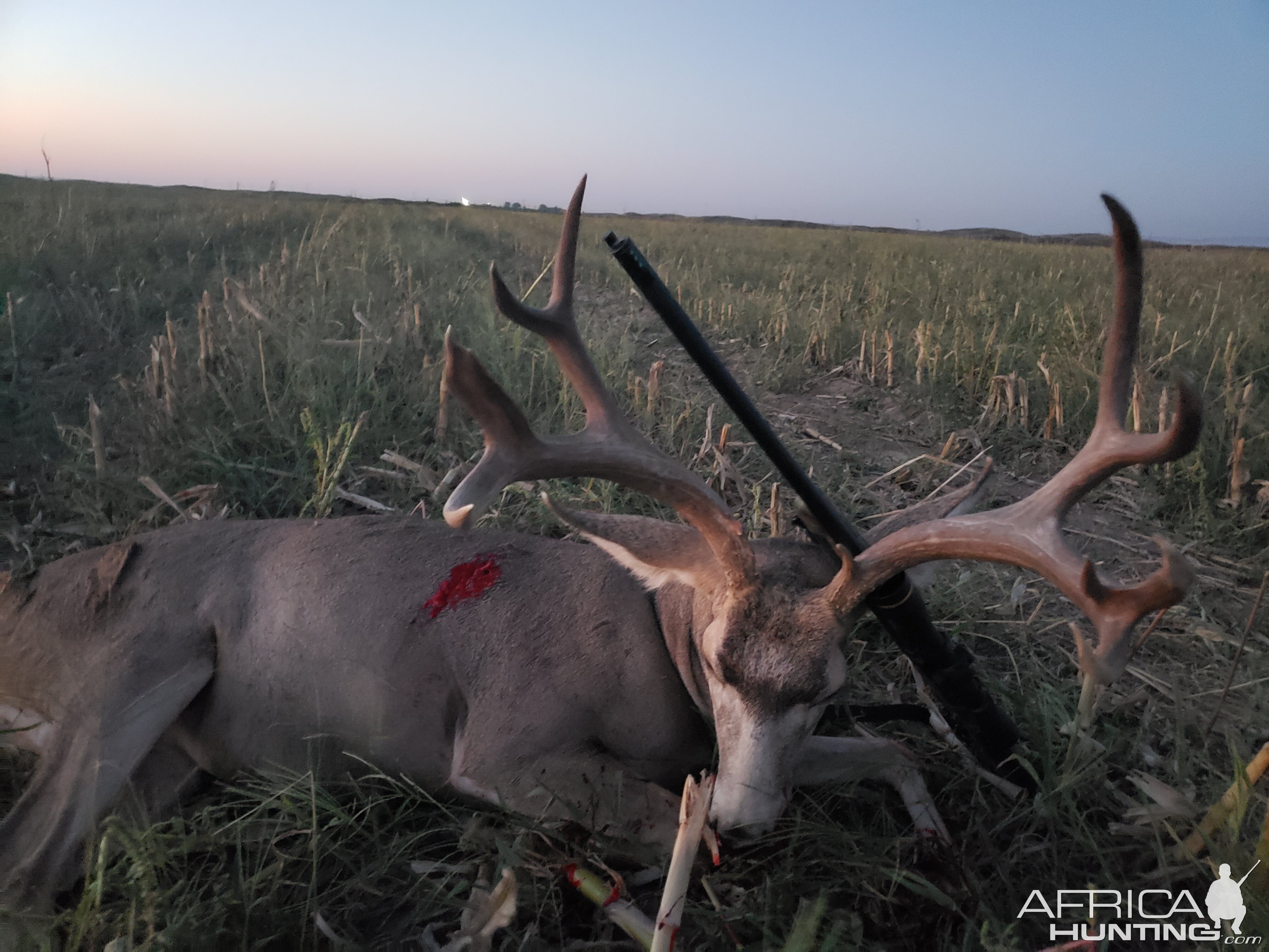 Hunting Mule Deer