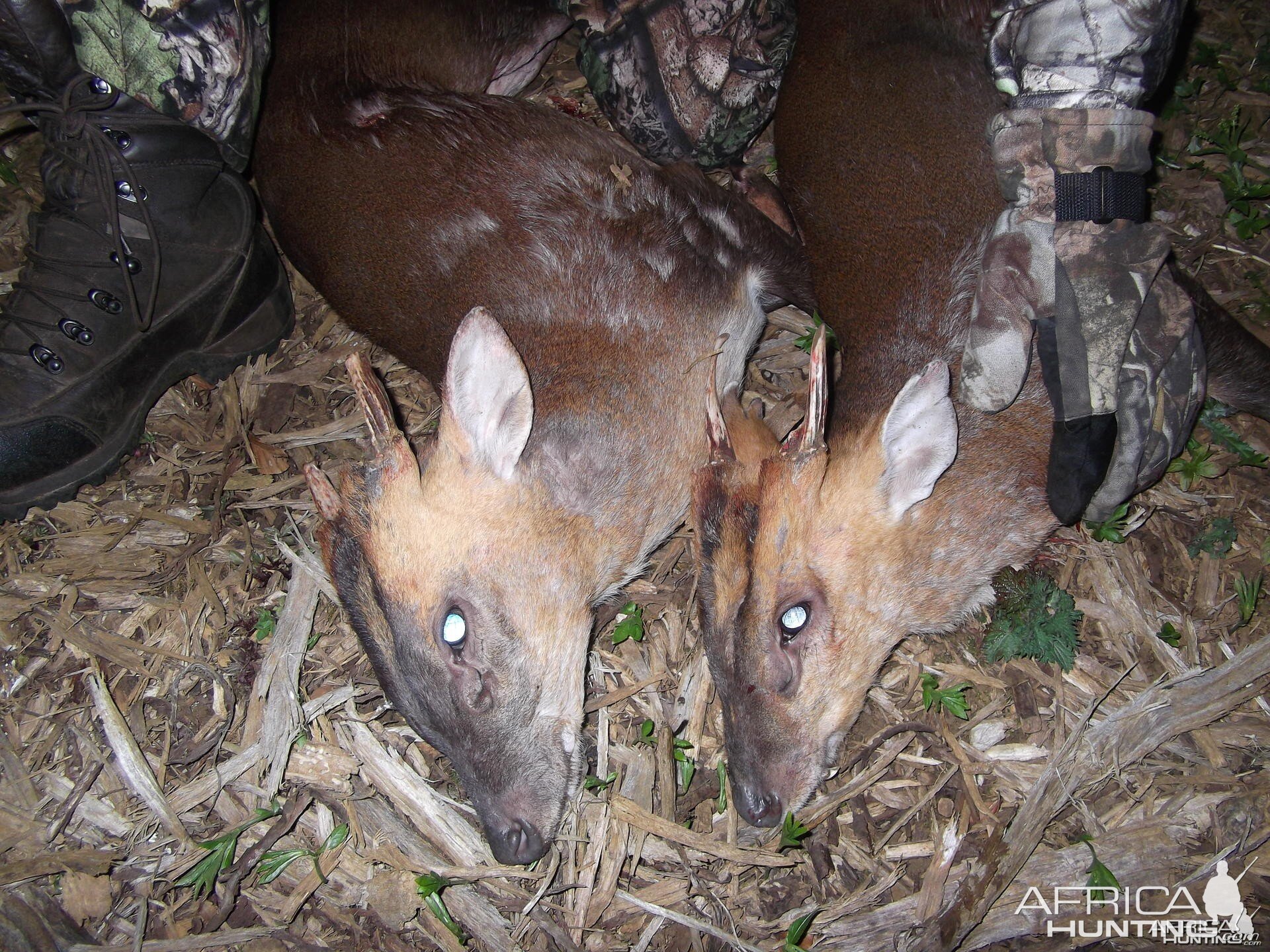 Hunting Muntjac at Leicestershire Castle in England