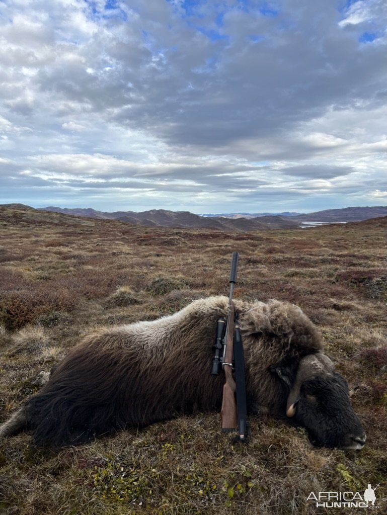 Hunting Muskox Greenland