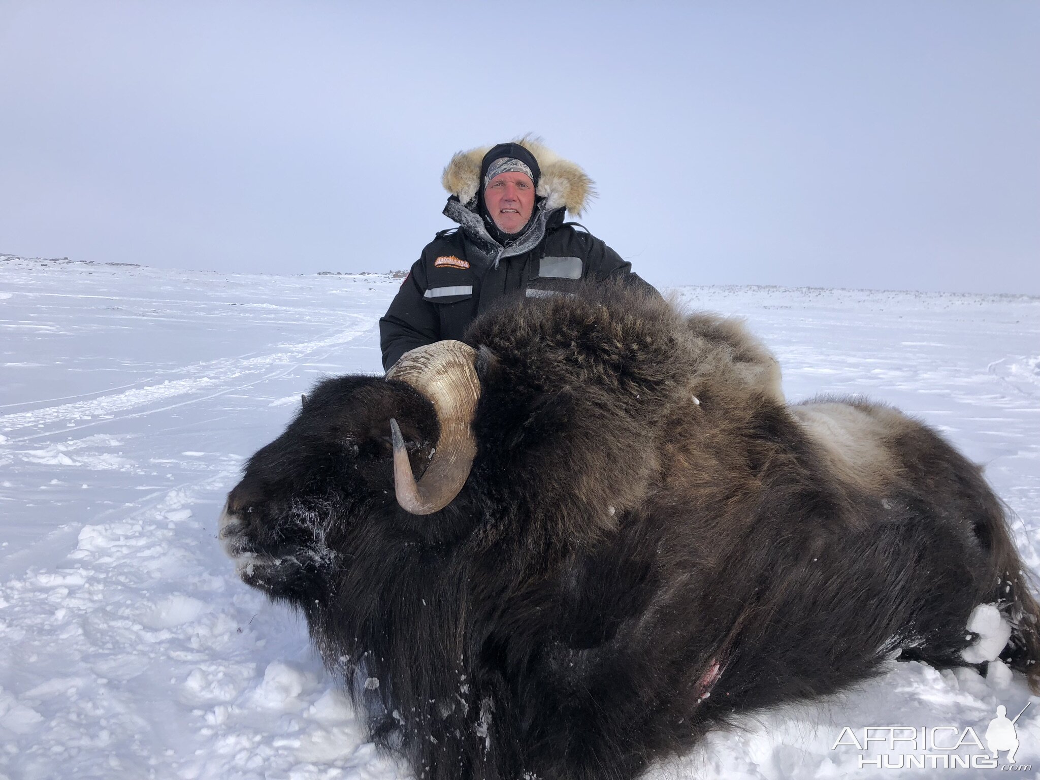 Hunting Muskox in Canada