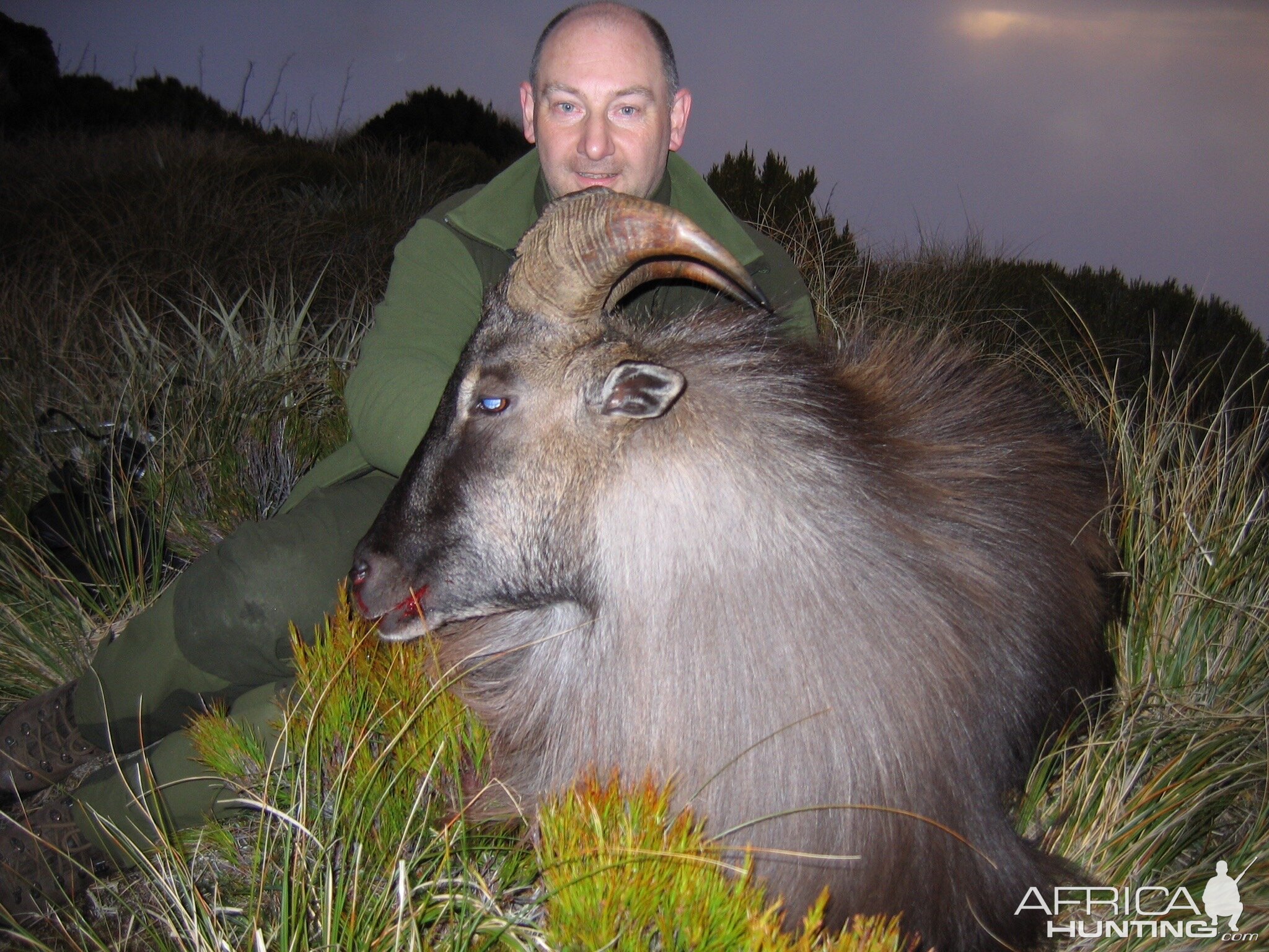 Hunting New Zealand Tahr