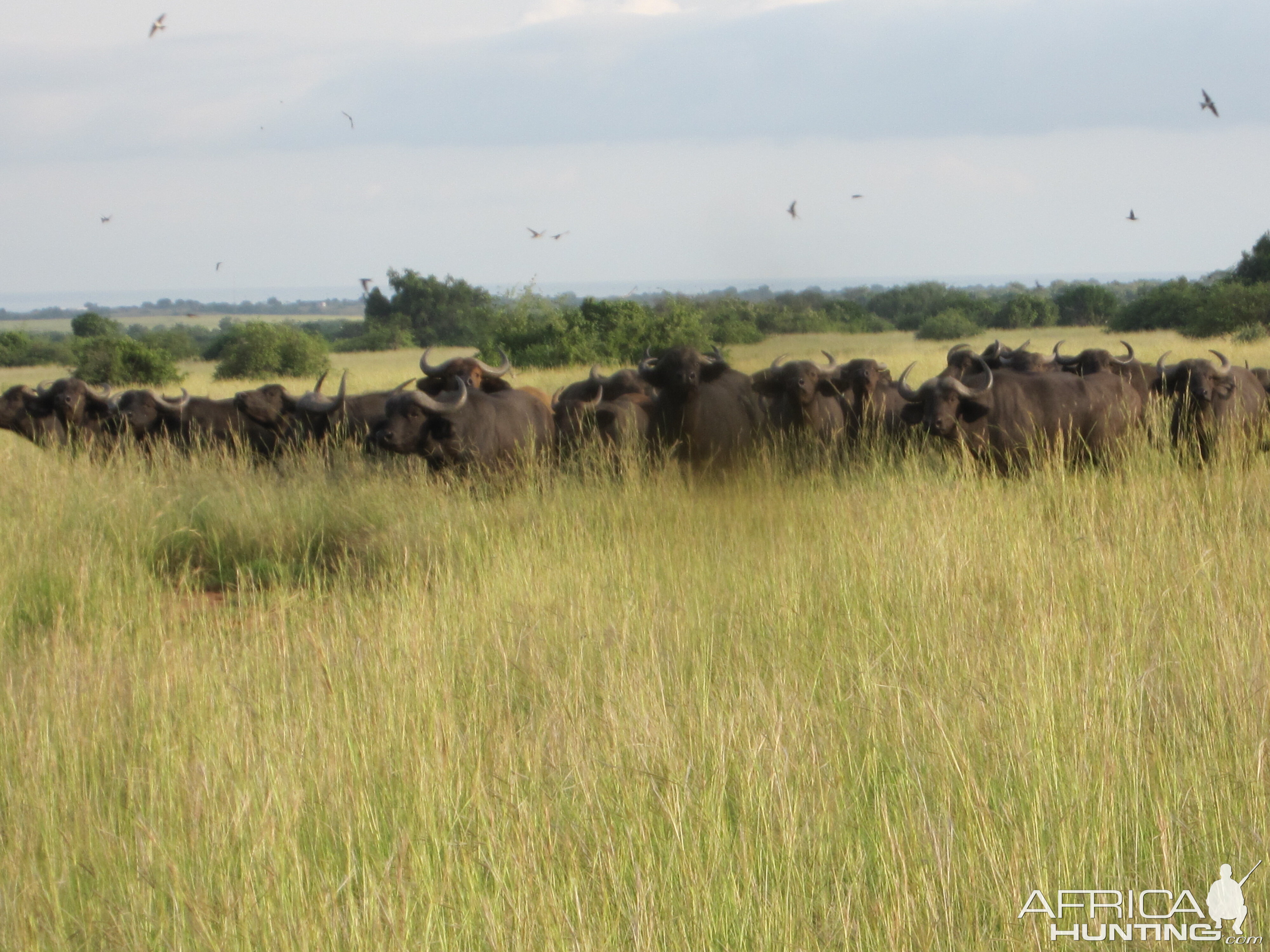 Hunting Nile Buffalo Uganda