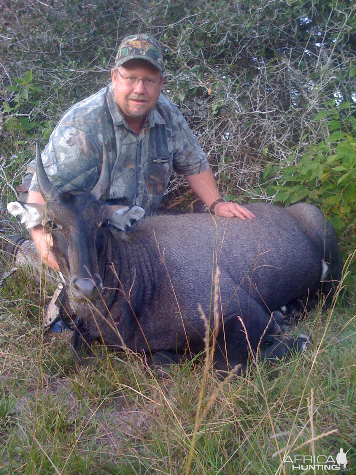 Hunting Nilgai