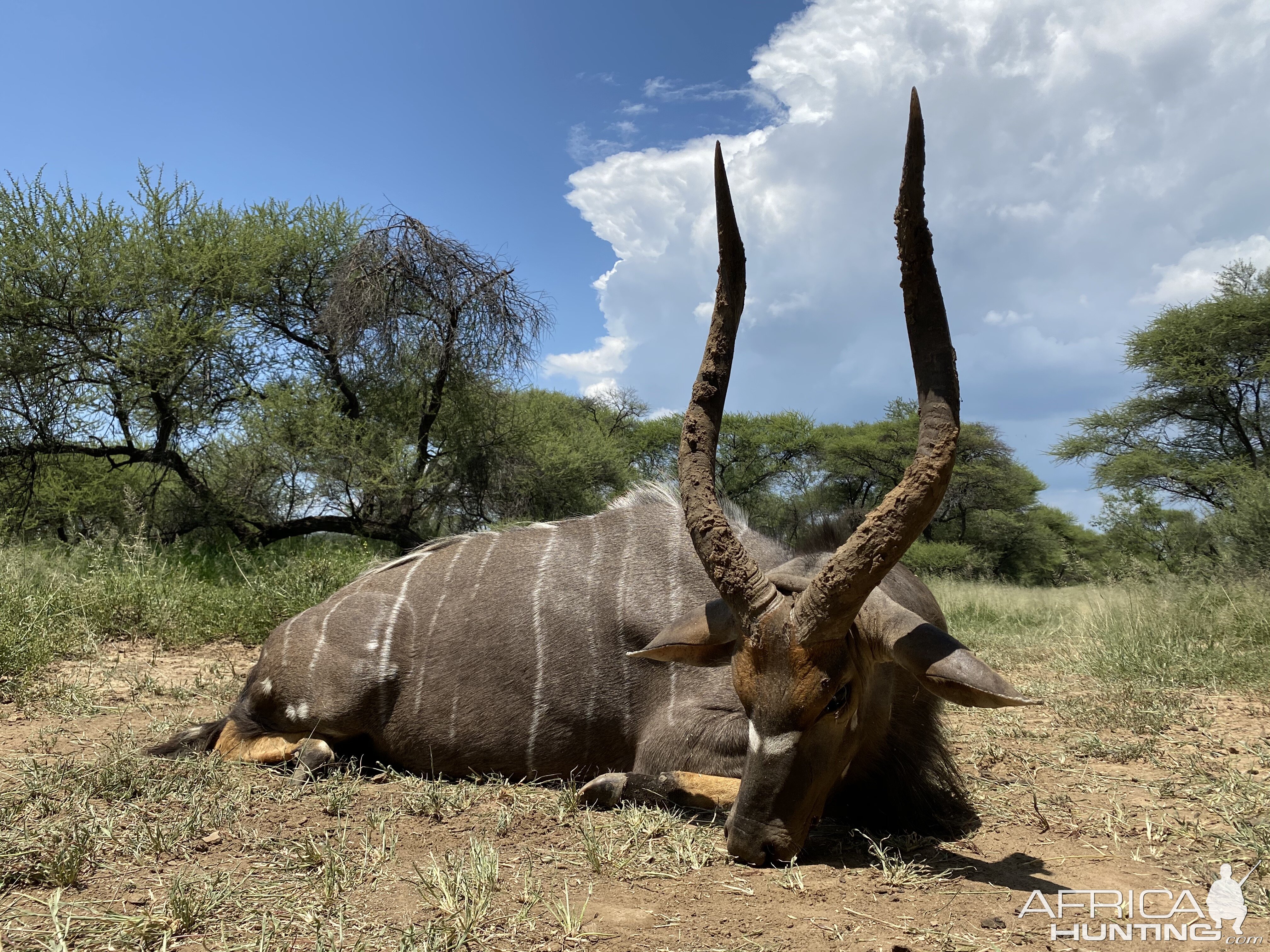 Hunting Nyala in South Africa