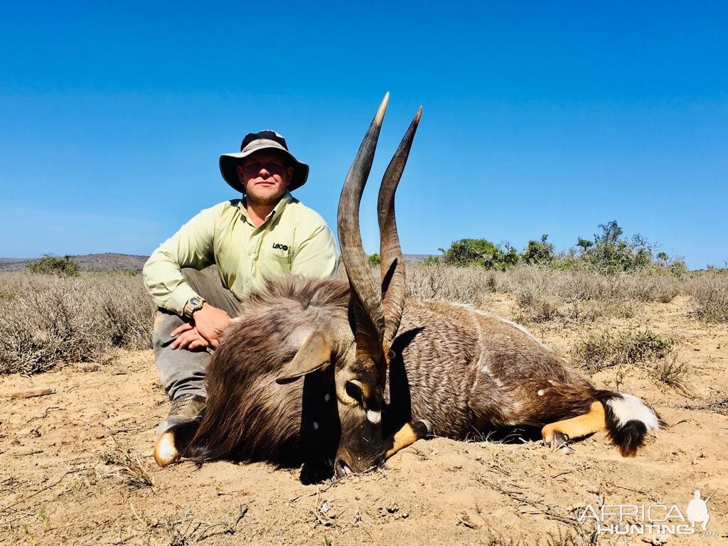 Hunting Nyala in South Africa