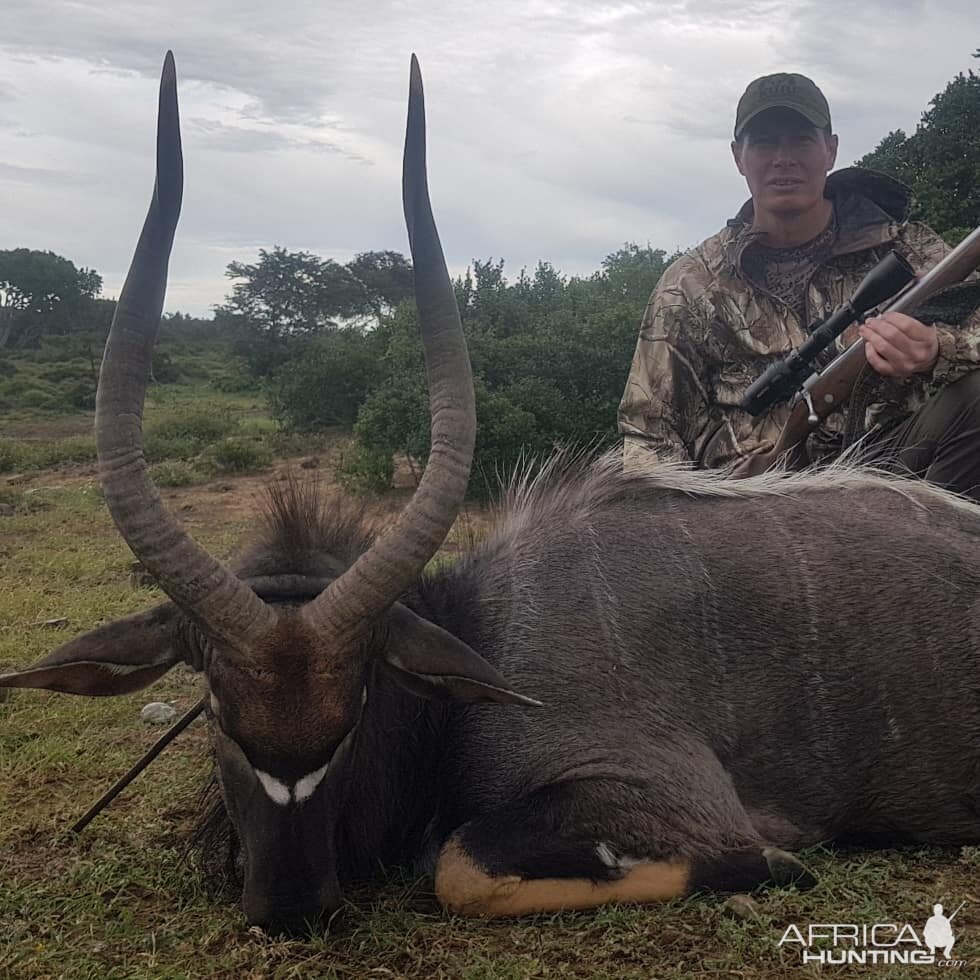 Hunting Nyala in South Africa