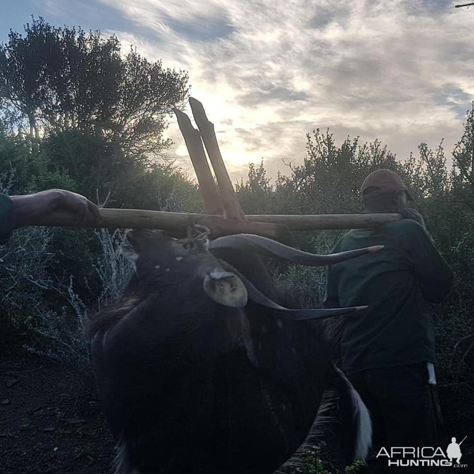 Hunting Nyala in South Africa