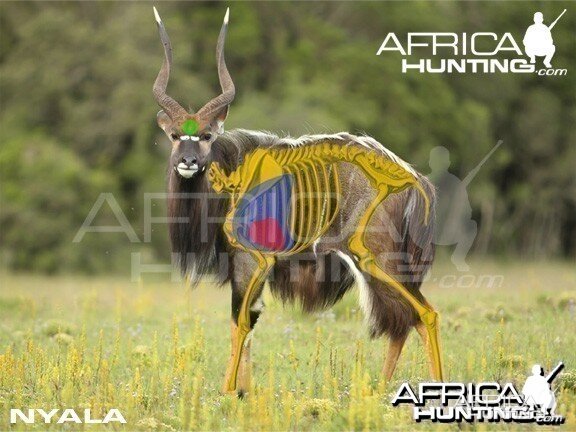 Hunting Nyala Shot Placement