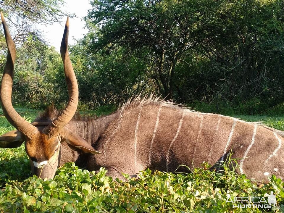 Hunting Nyala South Africa